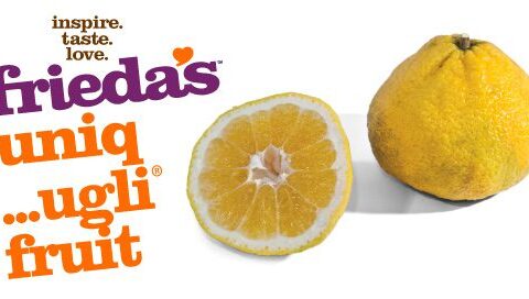 Frieda's Specialty Produce - Uniq Ugli Fruit