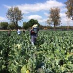 Frieda's Specialty Produce - What's on Karen's Plate? - Cauliflower harvest