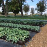 Frieda's Specialty Produce - What's on Karen's Plate? - Gleaning Field