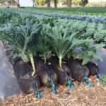 Frieda's Specialty Produce - What's on Karen's Plate? - Kale