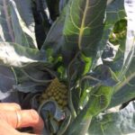 Frieda's Specialty Produce - What's on Karen's Plate? - Romanesco