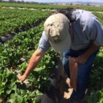 Frieda's Specialty Produce - What's on Karen's Plate? - Picking strawberries with A.G.