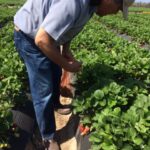 Frieda's Specialty Produce - What's on Karen's Plate? - Picking strawberries with A.G.