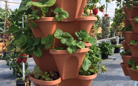 Frieda's Specialty Produce - What's on Karen's Plate? - Vertical garden