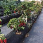 Frieda's Specialty Produce - What's on Karen's Plate? - Vertical pepper garden