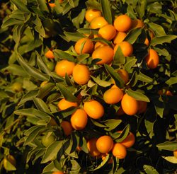 UC Riverside - Nagami Kumquats