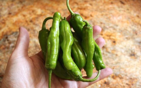 Frieda's Specialty Produce - What's on Karen's Plate - Christina's Cucina - Shishito Peppers