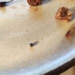 Frieda's Specialty Produce - What's on Karen's Plate? - Noma - Copenhagen