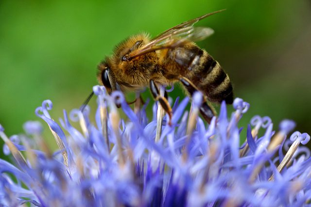 Photo Credit: Flickr_Mark-Strobl