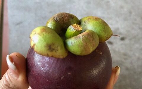 Mangosteen in Hawaii